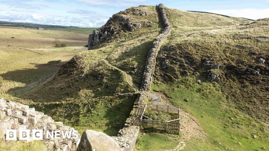 Sycamore Gap stump shows signs of recovery