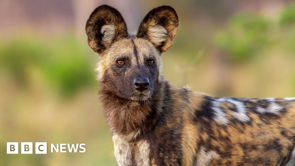 Wild dogs make historic 2,500-mile journey