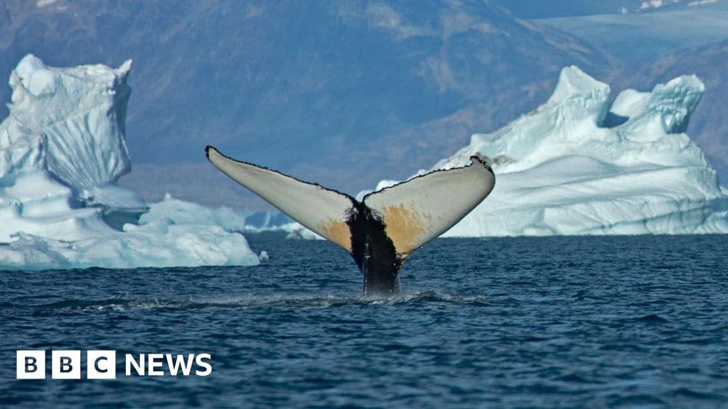 Whales Enter Greenland Waters