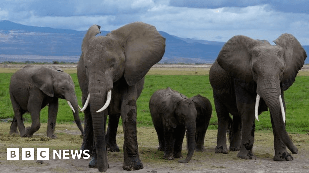 Amboseli elephant deaths may link to pesticide tomatoes