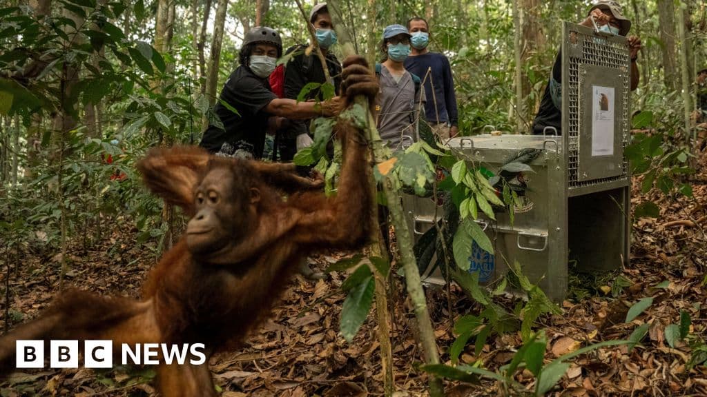 Orangutans Rehabilitated After Forest Fires