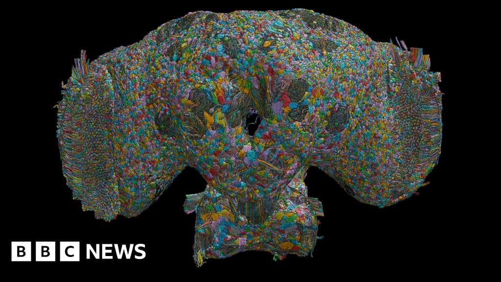 Fly brain map may reveal autism clues