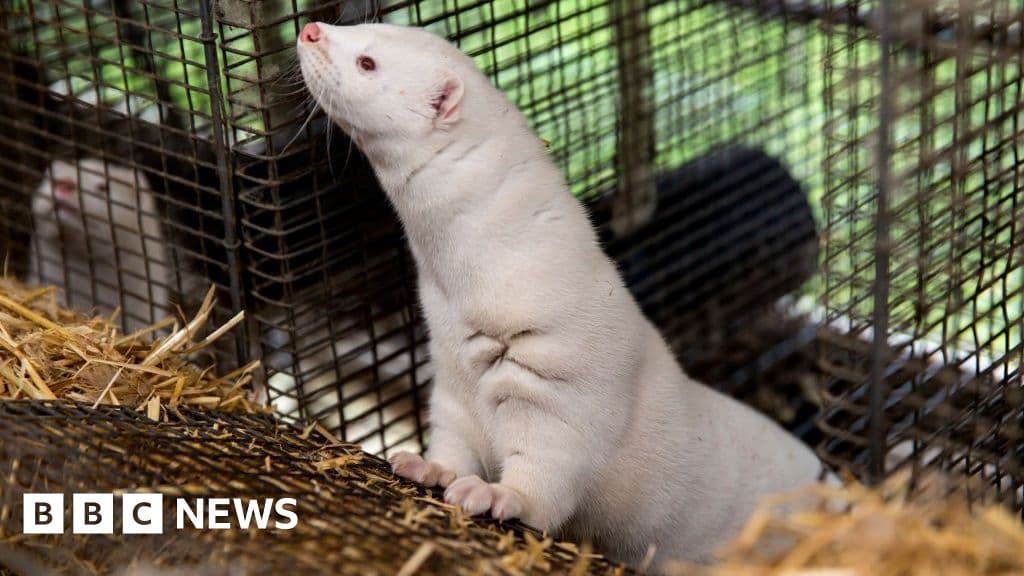 Denmark Plans to End Mink Farming