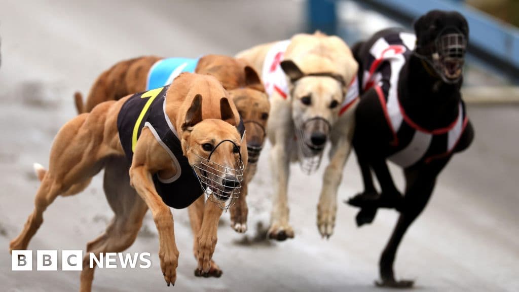 Greyhounds Sent to Australia Amid NZ Racing Ban