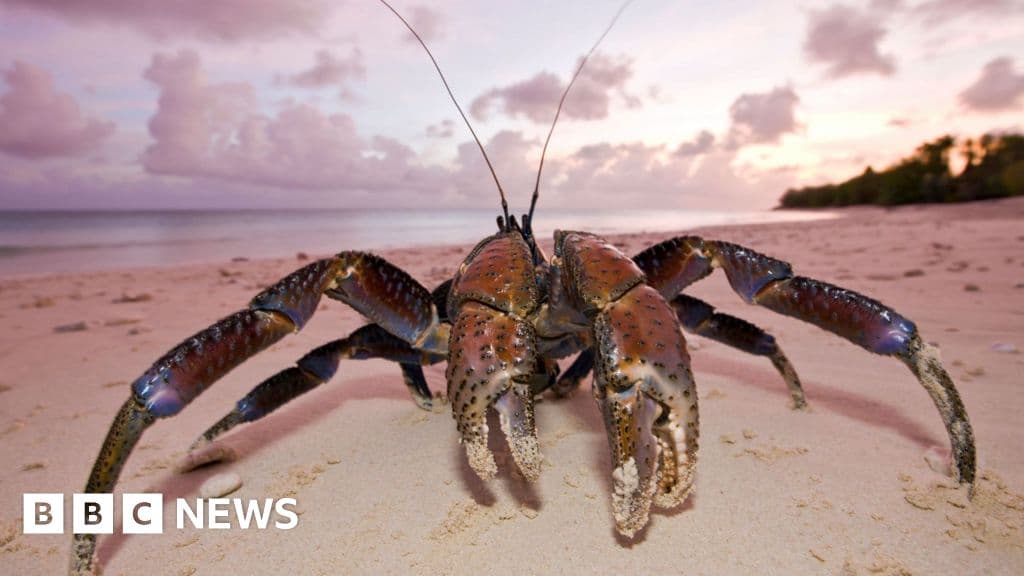 Search team finds Amelia Earhart plane on crab-infested island