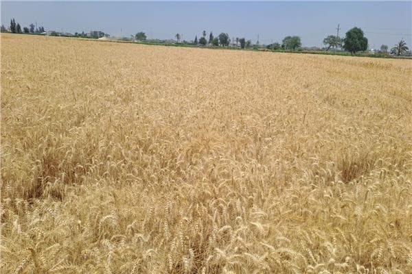 البحوث الزراعية تعزز تقنيات زراعة المحاصيل