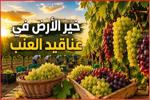 عناقيد الرزق كيف يدعم العنب الاقتصاد