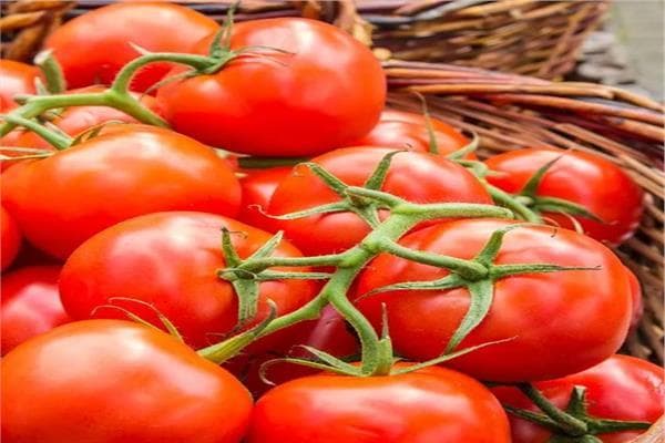 ارتفاع الطماطم إلى 30 جنيهًا