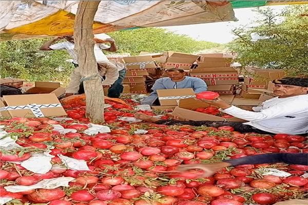 تحديات وتسويق الرمان الصحراوي