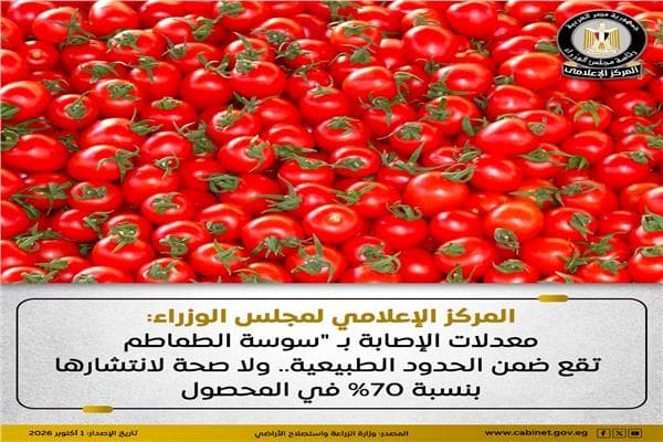 مجلس الوزراء يؤكد استقرار إصابات سوسة الطماطم