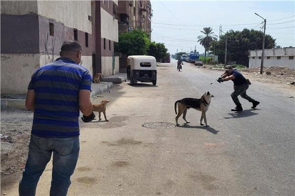 الزراعة تطلق خطة جديدة للكلاب الضالة