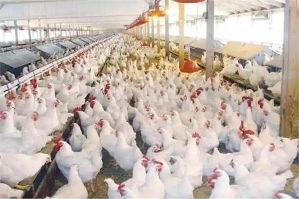 عضو اتحاد المنتجين يلفت لنقص النظام في صناعة الدواجن