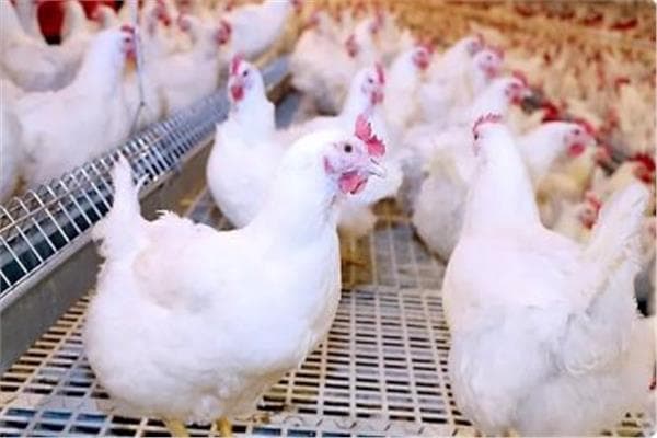 ثروت الزيني يتحدث عن أسعار الكتاكيت والدجاج