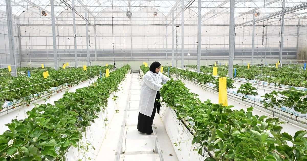 Supply chains' role in UAE food security