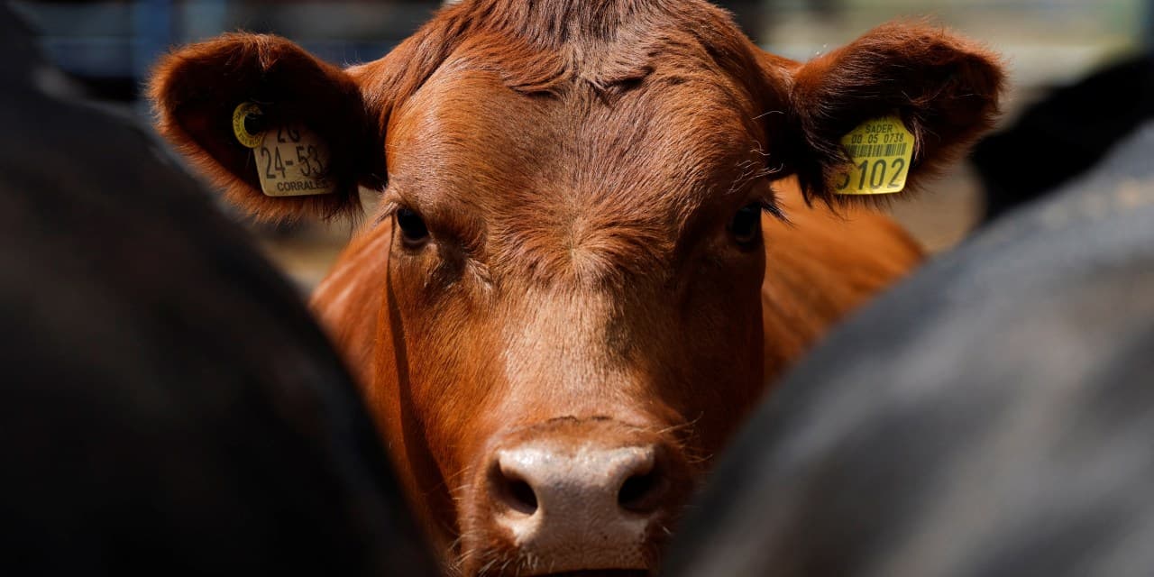 US Plans Resumption of Mexico Cattle Imports