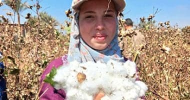 موعد جني القطن في مصر