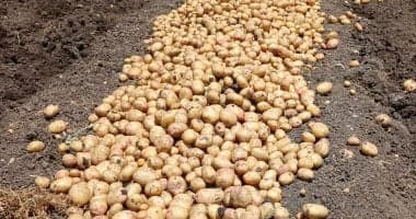 النوبارية رائدة في إنتاج البطاطس بمصر