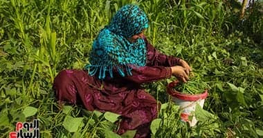 الفاصوليا المصرية تتصدر صادرات المحاصيل