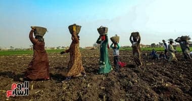 مواعيد زراعة البطاطس الثلاثة في مصر