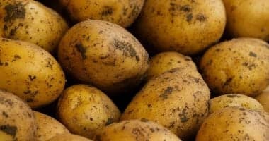 صادرات البطاطس الطازجة ترتفع إلى مليون طن