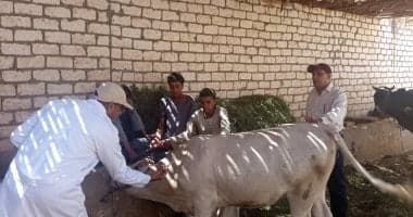 بيطريون بالأقصر يطلقون حملة تحصين الماشية