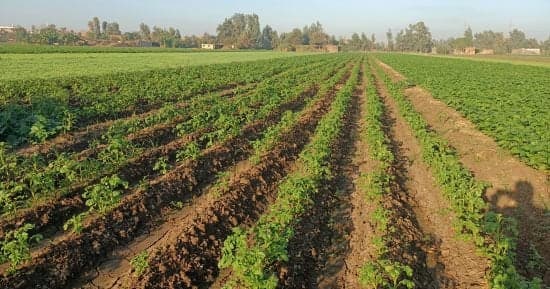 أيام الحيرة تربك المزارعين وطرق حماية المحاصيل