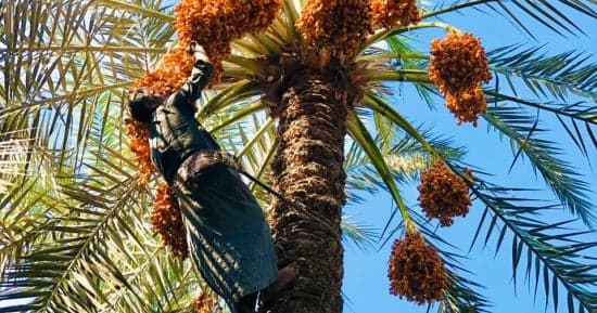 مصر تربى 27 مليون نخلة وتنتج 2.2 مليون طن تمور