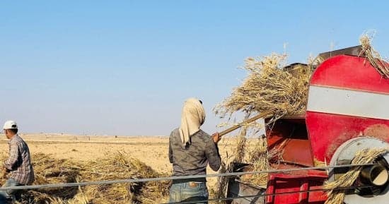 من هدر القمح إلى مخزون حديث