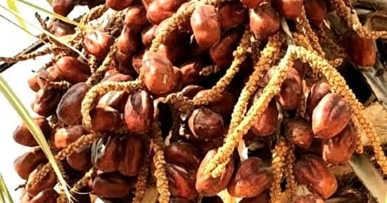 الدوم شجرة تراث وتحدي الزمن
