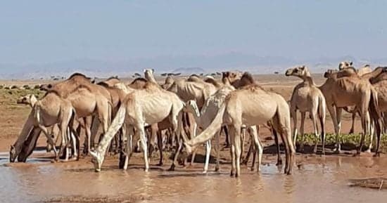 رحلة "الدبوكة" لتراث الجمال في السودان