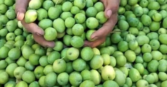 موسم حصاد الزيتون وتوسعة الإنتاج في مطروح
