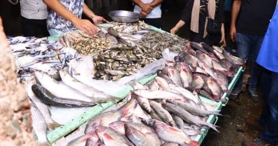 أسماك طازجة في مزاد عزبة البرج