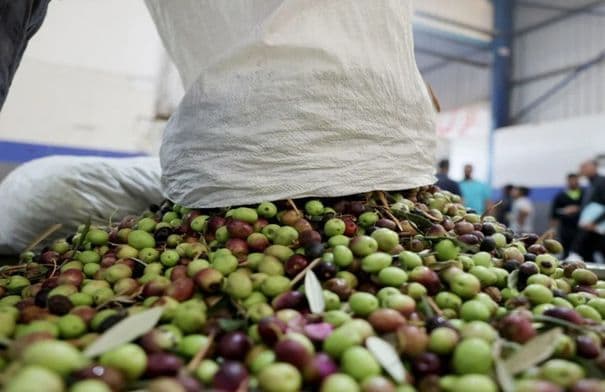Ajloun Olive Harvest Starts with Supervision