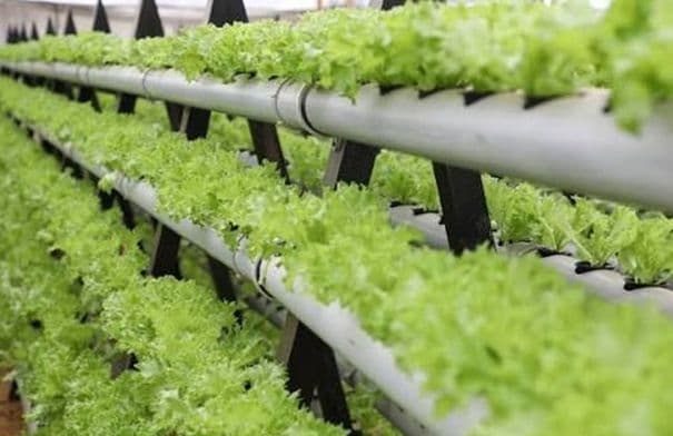Jerash farmers gain from canal lining