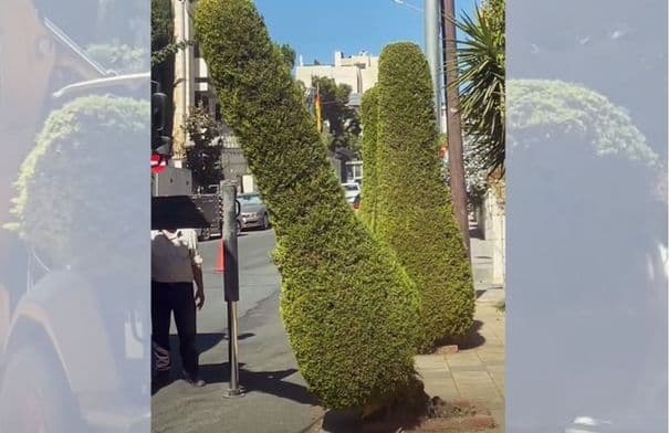 Greater Amman to manage 7,000 trees