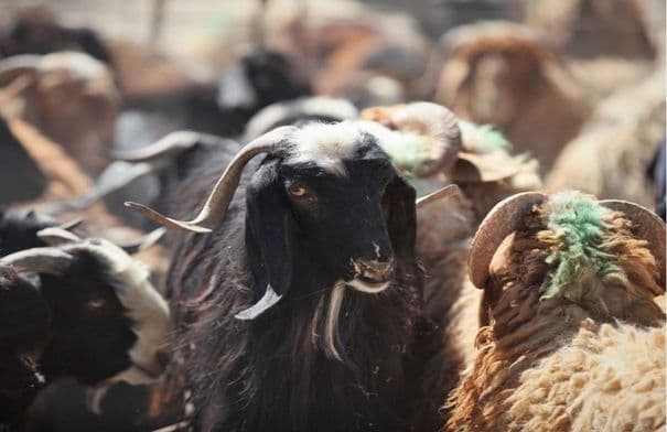 Al-Korah Agriculture urges breeders to renew sheep documents