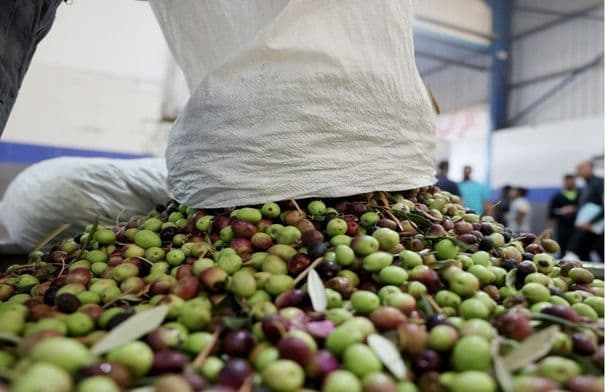 Jarash Agriculture forecasts olive oil output to reach 60,000 tons