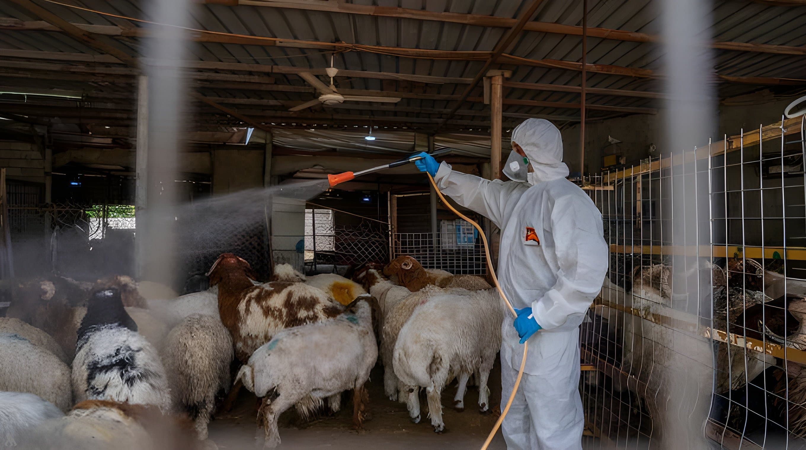 Agriculture Extends Fever Control Campaign in Dhi Qar