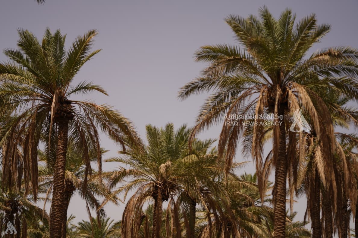 Iraq Aims to Restore Palm Tree Leadership