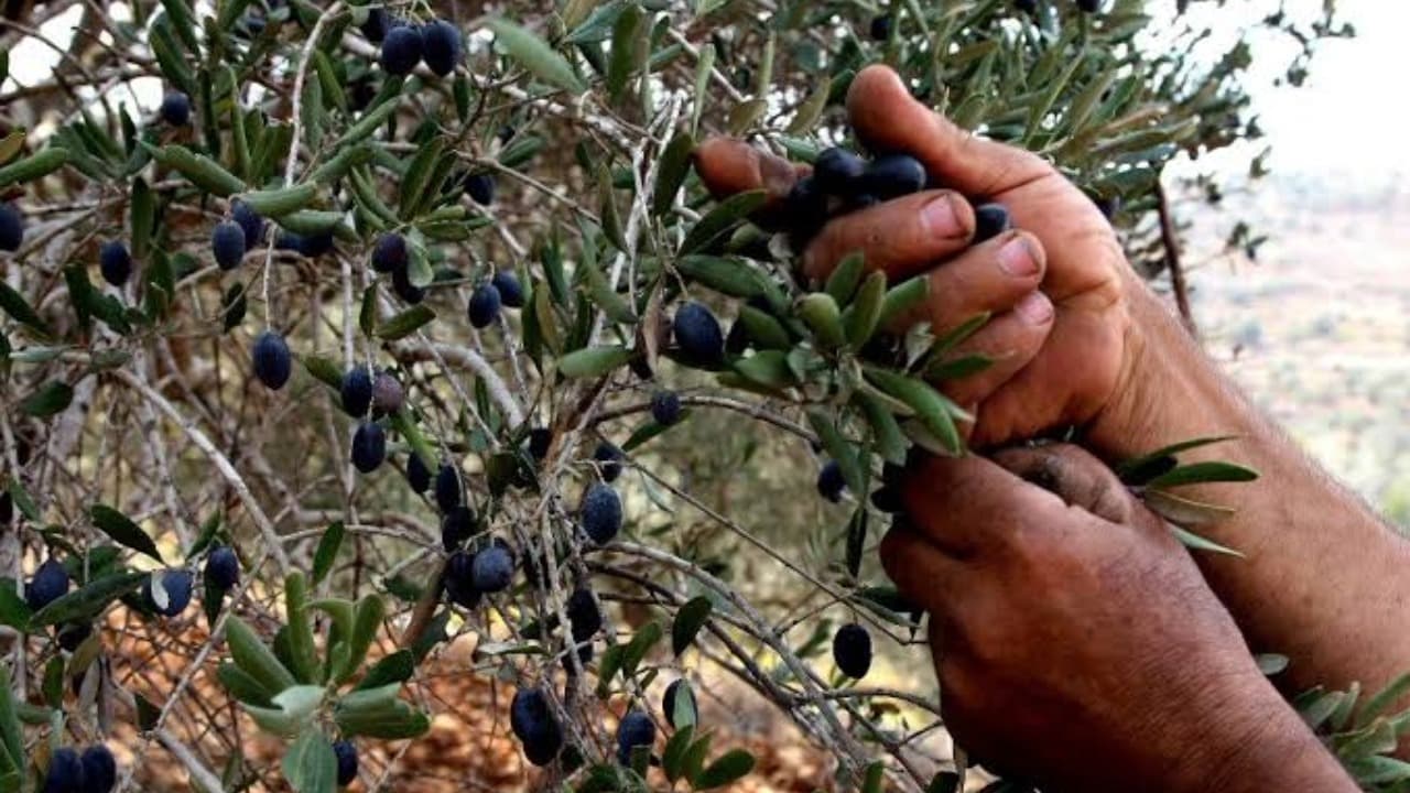 War's Impact on Southern Olive Groves