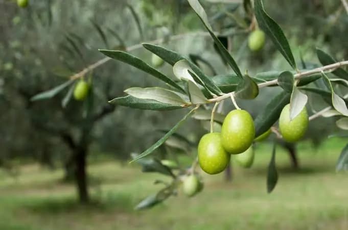 Koura Farming Produces 4000 Tons Olive Oil