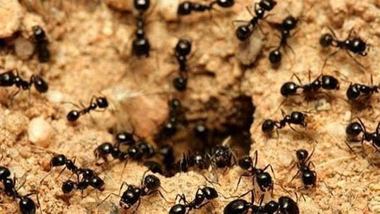 طرق للسيطرة على النمل في المنزل