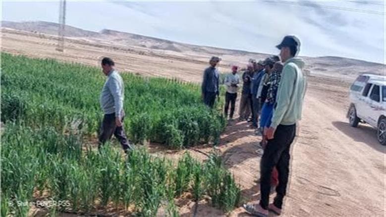 عماد عوض يعلن عن مشروع زراعي يضم 18 تجمعا على 11 ألف فدان