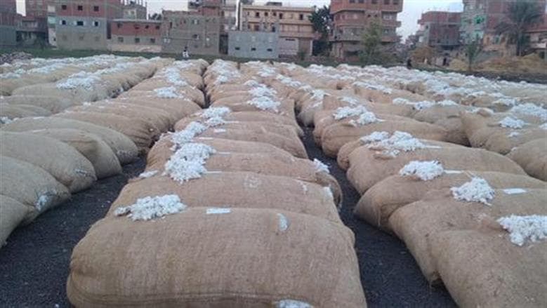 مزاد القطن في الوجه البحري بتاريخ 9 محافظات