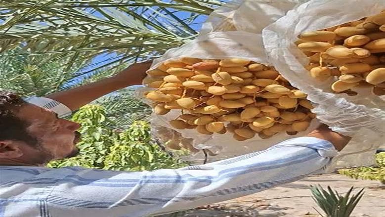 البرحي والمجدول يهيمنان على تصدير التمر في سيناء