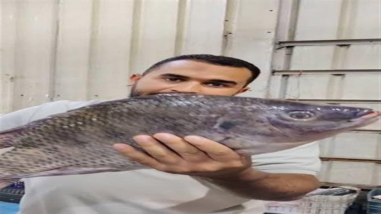 أسعار الأسماك الأربعاء 9-9-2026 بمجمع العبور