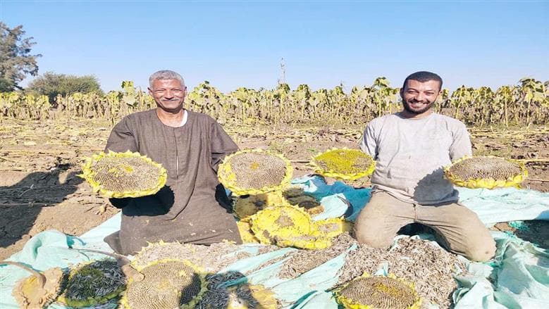 المنوفية تقود زراعة الذرة ودوار الشمس
