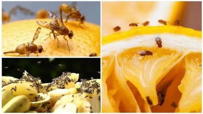 القرفة تخلصك من الهاموش بسهولة