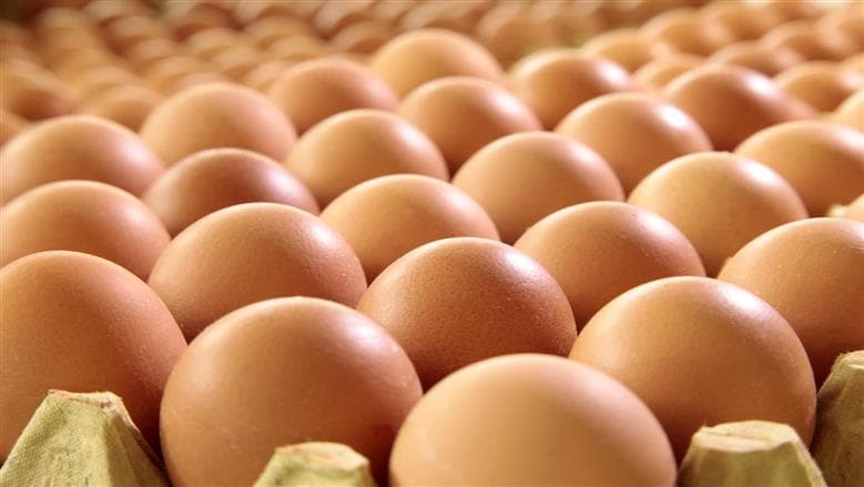 أسعار كرتونة البيض اليوم في السوق