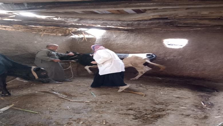 محافظ الجيزة يطلع على نتائج حملة التحصين ضد الحمى